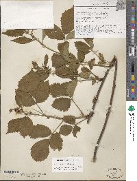 Rubus ithacanus image