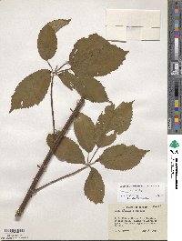 Rubus immanis image