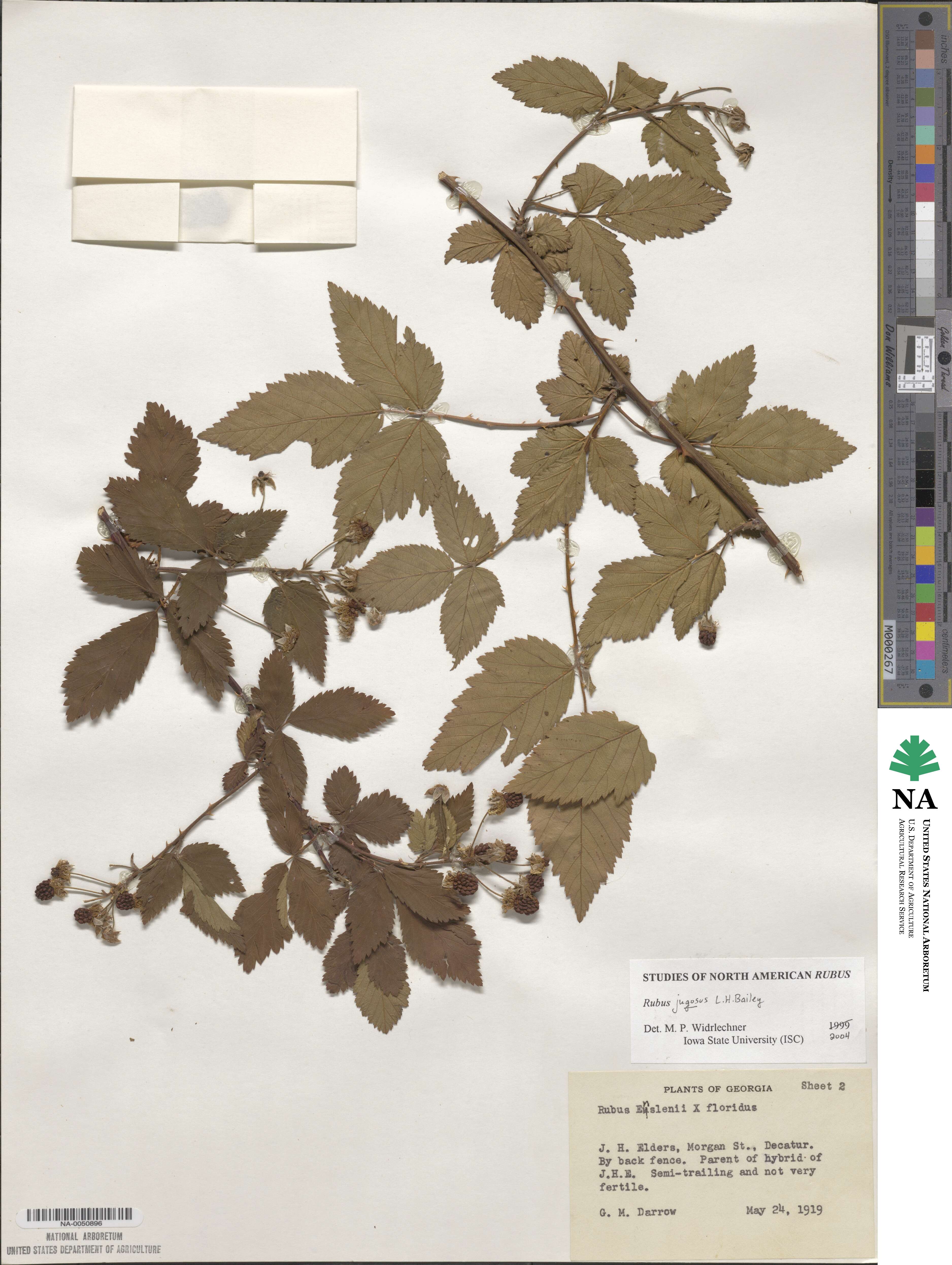 Rubus immanis image