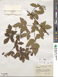 Rubus immanis image