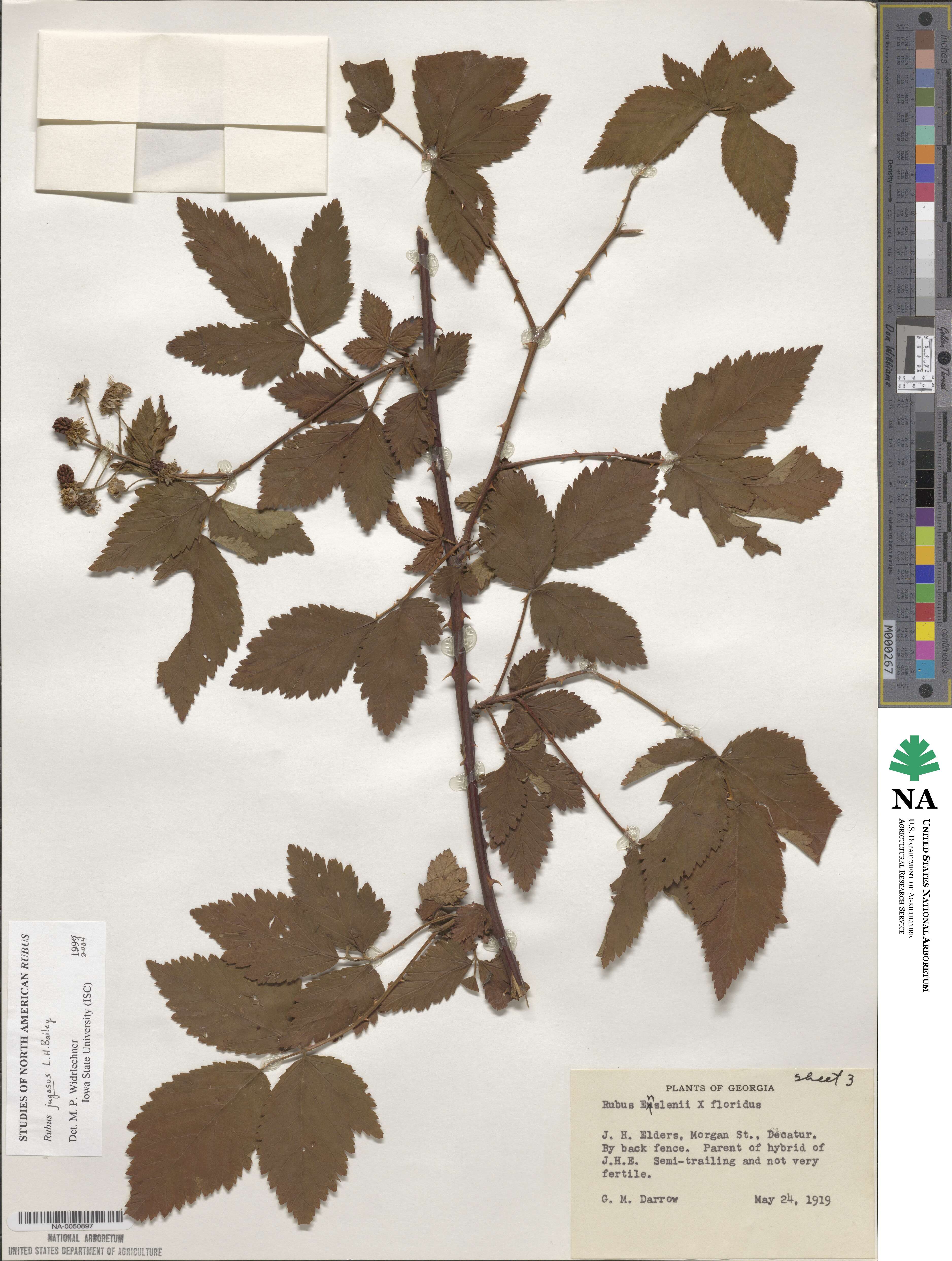 Rubus immanis image