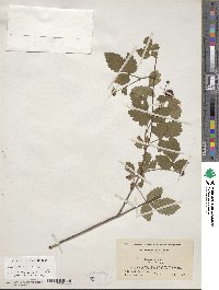 Rubus serratus image