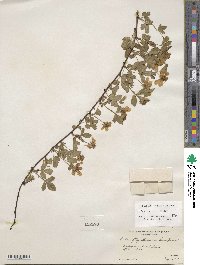 Rubus serratus image