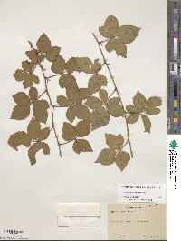 Rubus heterophyllus image