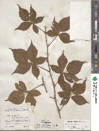 Rubus heterophyllus image