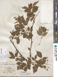 Rubus heterophyllus image