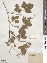 Rubus heterophyllus image