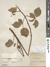 Rubus roribaccus image