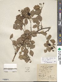 Rubus roribaccus image