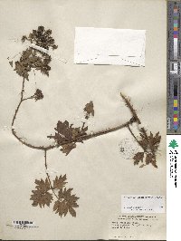 Rubus laciniatus image