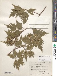 Rubus laciniatus image