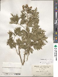 Rubus laciniatus image