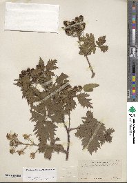 Rubus laciniatus image