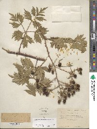 Rubus laciniatus image