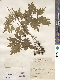 Rubus laciniatus image