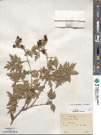 Rubus laciniatus image