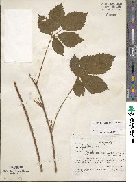 Rubus stipulatus image