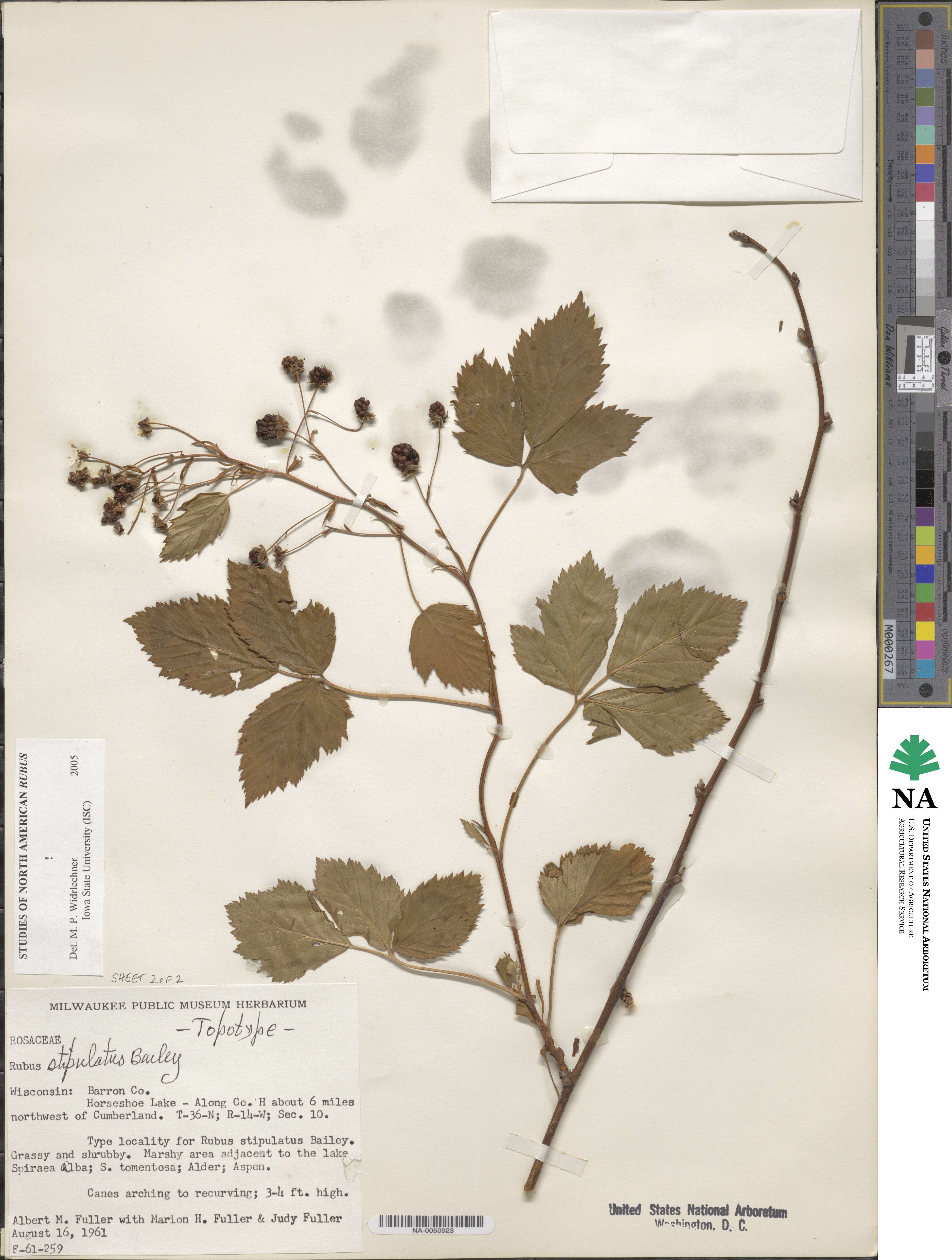 Rubus stipulatus image