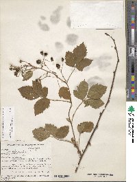 Rubus stipulatus image