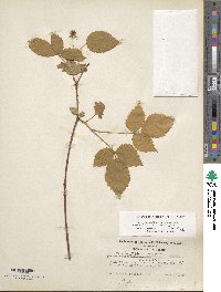 Rubus trivialis image