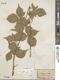 Rubus flagellaris image