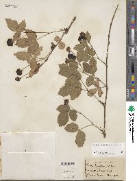 Rubus flagellaris image