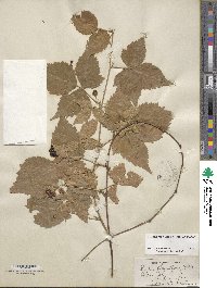 Rubus flagellaris image