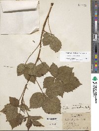 Rubus roribaccus image