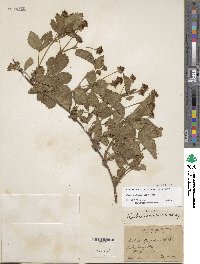 Rubus roribaccus image