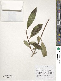 Chionanthus virginicus image