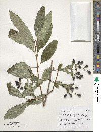 Chionanthus virginicus image