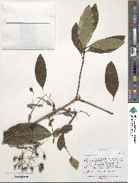 Chionanthus virginicus image