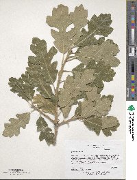 Quercus robur image