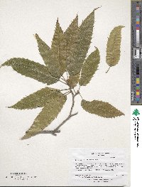 Quercus variabilis image