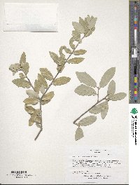 Image of Quercus brandegeei