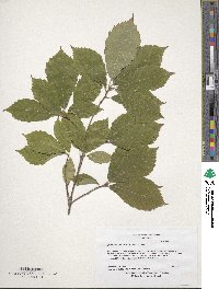 Quercus serrata image