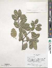 Quercus agrifolia image