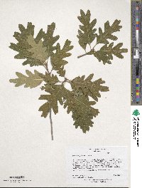 Quercus gambelii image