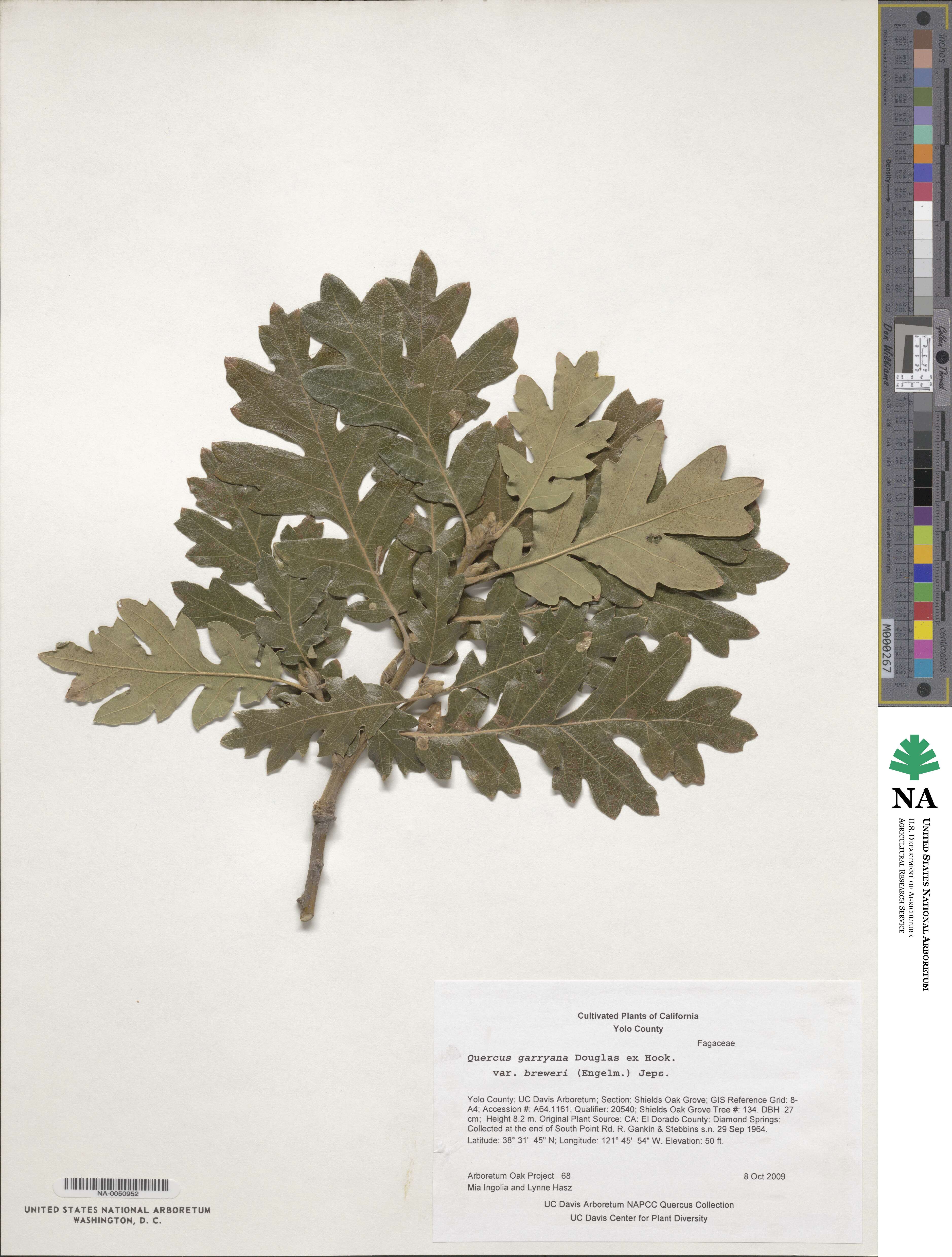 Quercus garryana var. fruticosa image