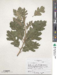 Quercus macrocarpa image