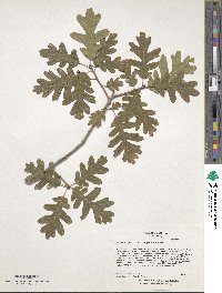 Quercus garryana image