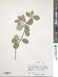 Quercus palmeri image