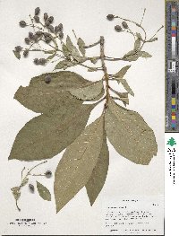 Chionanthus virginicus image