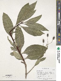 Chionanthus virginicus image