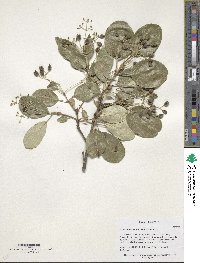 Chionanthus retusus image