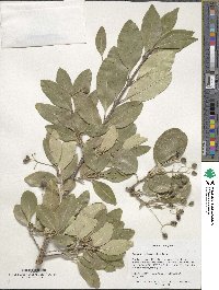 Chionanthus retusus image