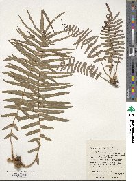 Pteris vittata image