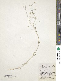 Stellaria graminea image