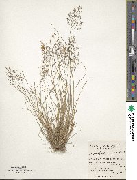 Image of Agrostis flaccida