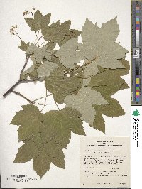 Acer pseudoplatanus image